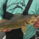 Lake Vermilion Walleye Catch with Walleye Kit