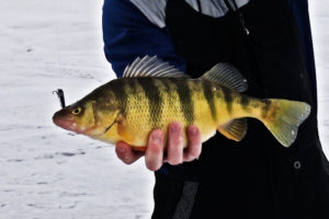 Ice Fishing Perch Video How to Catch Jumbo Perch