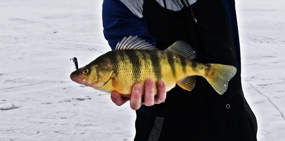 Ice Fishing for Perch: A Beginners Guide
