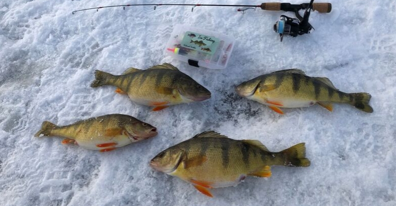 5 Ice Fishing for Perch Tips to Fill a Bucket Tailored Tackle