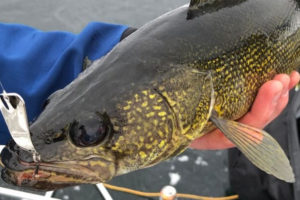 7 Best Ice Fishing for Walleye Tips on Jigging and Location Tailored Tackle