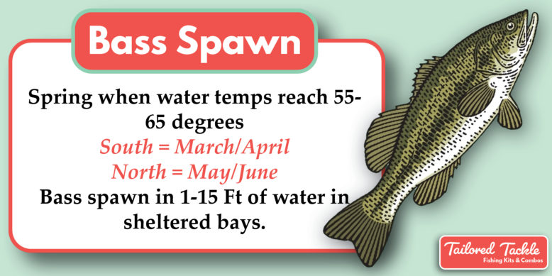 Bass Spawning Season Conditions Temperature Spawn Tailored Tackle 2