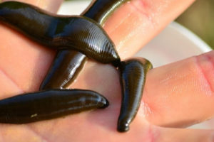 How to Bait a Hook for Worms Minnows Leeches Tailored Tackle