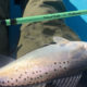 How to Surf Fish for Spotted Sea Trout