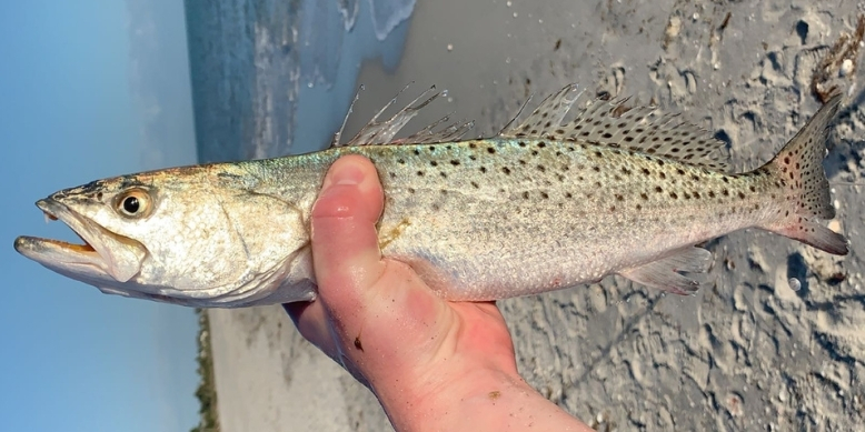 Where to Fish for Speckled Sea Trout Tailored Tackle Surf Fishing