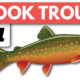 Brook Trout Fishing:  A Beginner’s Guide on Spinning Gear