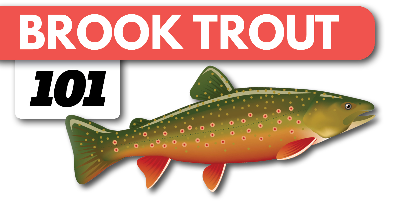 Color Selection  Trout fishing tips, Fishing tips, Fishing bait