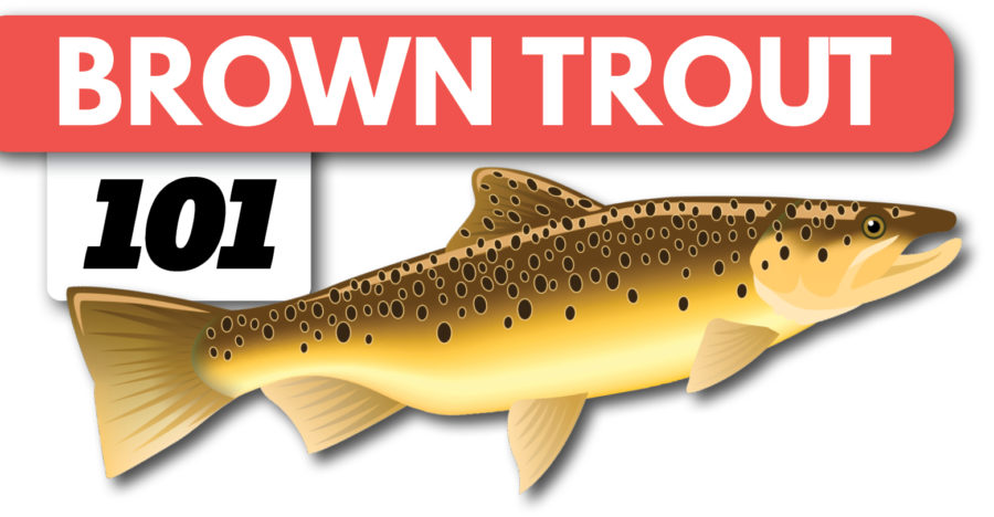 Brown Trout Fishing Beginners Guide on Spinning Gear Tailored Tackle