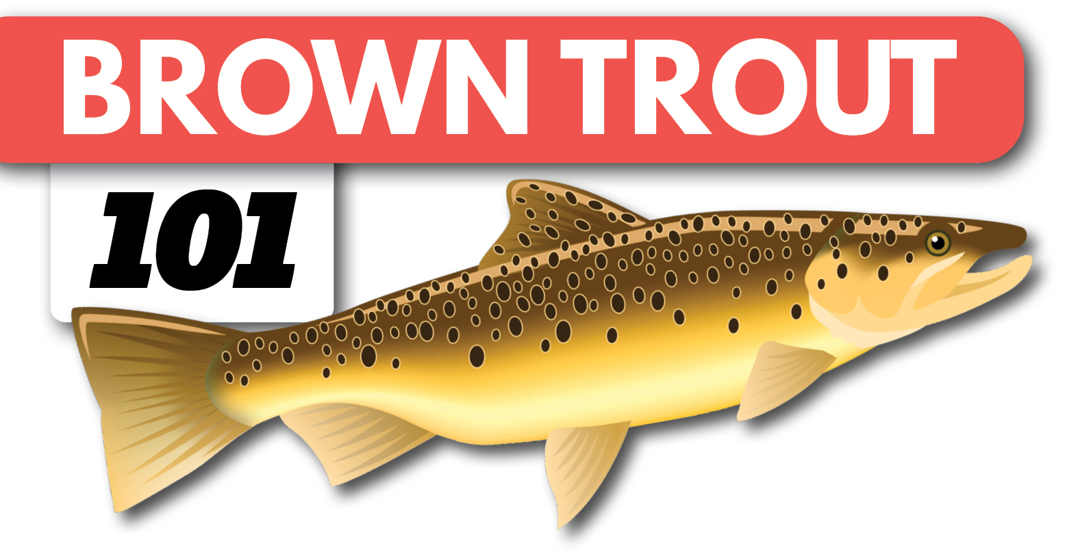 Trout Fishing - Tips for More Fish! - Catch A Guide