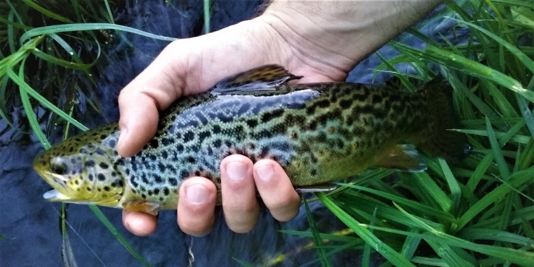 Brown Trout Fishing in Lakes and Ponds Tailored Tackle