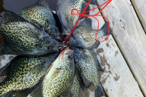 Best Time to Fish for Crappie Tailored Tackle 2