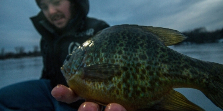 The-Best-Time-To-Fish-For-Bluegill-ice-fishing-panfish-tailored-tackle-5